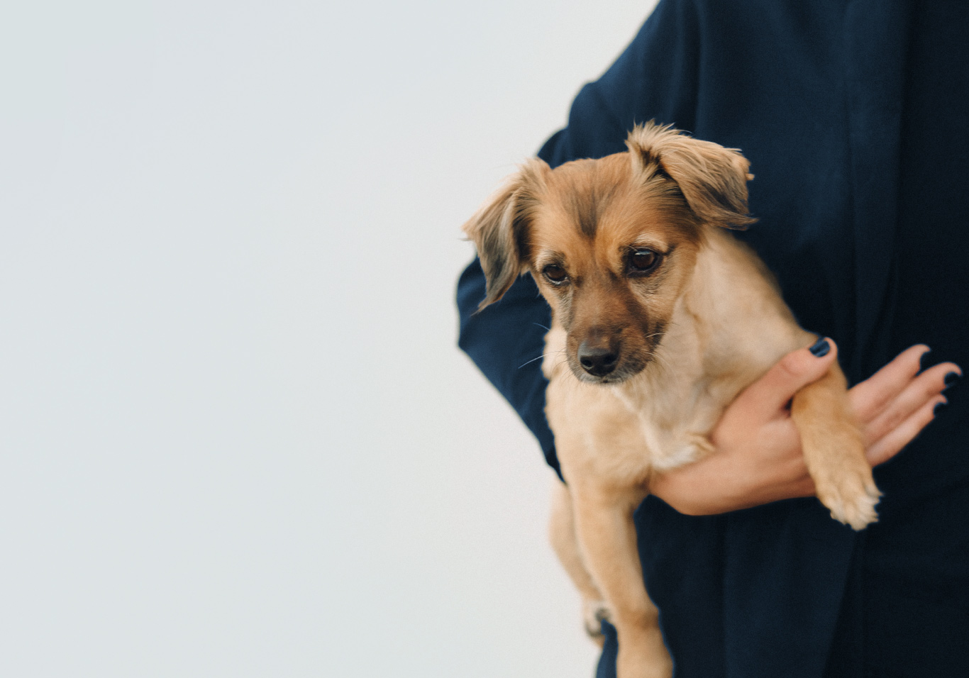 Pet Parents Australian Made CBD Products For Pets