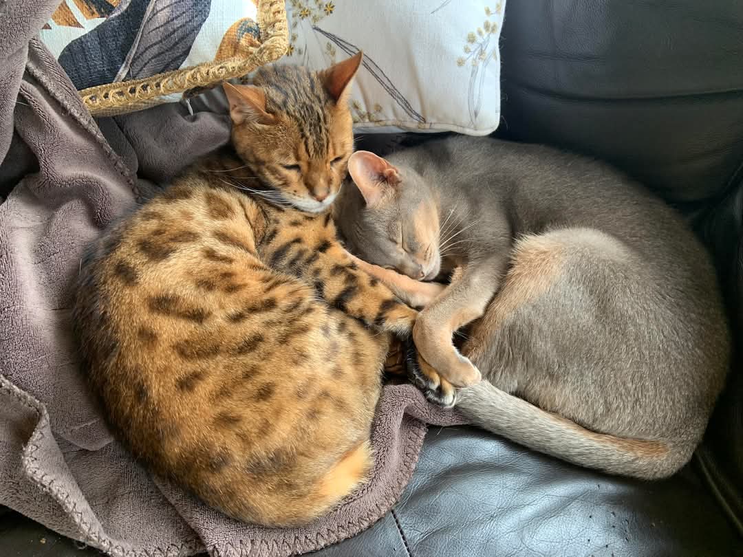 Image of cats